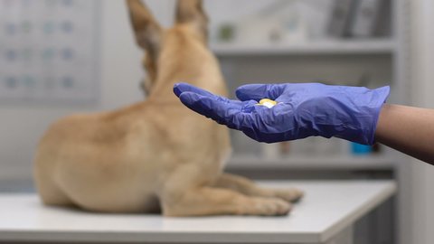 Doctors hand in glove holding pills, dog lying hospital table background, health