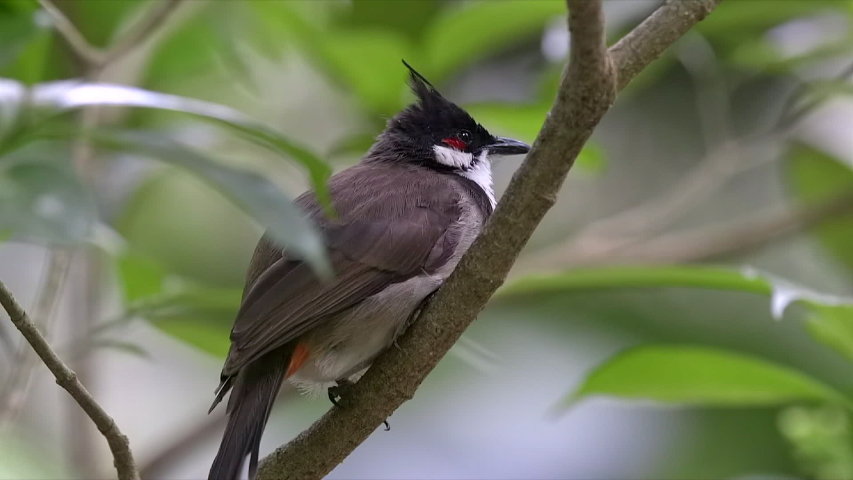 CLose up of a red whiskered bulbul
