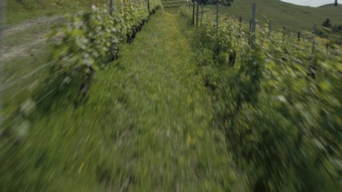 Aerial Drone footage view of vineyard Langhe, Piemonte, in Italy // no video editing