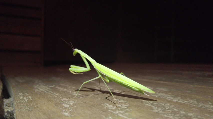 Close up of Praying Mantis with ants in interior brown wood floor. Full body of Mantis Religiosa with artificial lights. Green insenct.