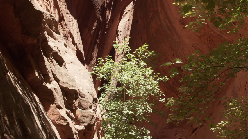 Slow motion tracking shot of the Long Canyon Slot in the Grand Staircase Escalante National Monument. Green Cottonwood trees can be seen contrasting with the steep, red rock walls of the canyon.