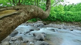 nature stream flowing water timelapse