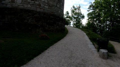 Wild fox walks next to Ljubljana castle wall