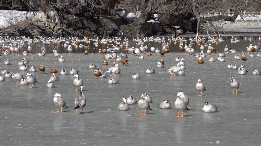 Flocks of migratory birds (including bar-headed geese and ruddy shelducks) congregate on icey water inside central park in Lhasa in Winter
