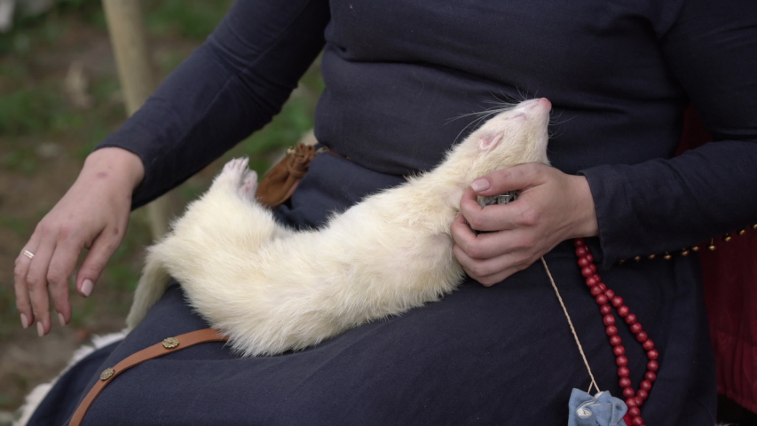 Woman hands holding and cuddling adorable white ferret outdoors. Furry silver ferret sleeping on woman knees outside
