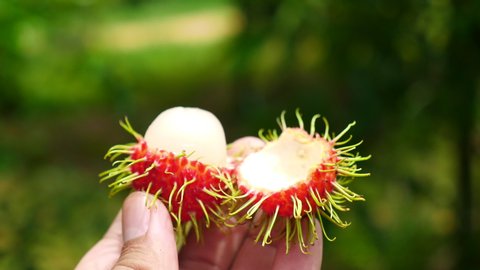 Fresh rambutan in hand.the exotic fruits
