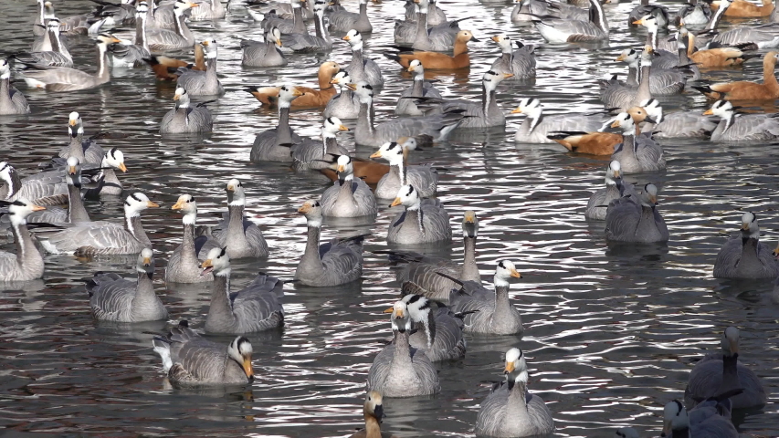 Huge flocks of beautiful migratory birds (including ruddy shelducks and bar-headed geese) make croaking sounds as they swim through water inside central park in Lhasa, Tibet
