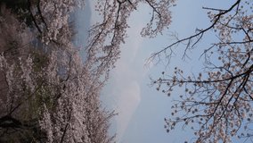 Mt. Fuji over Cherry Blossoms on a Hazy Day (vertical/time lapse)