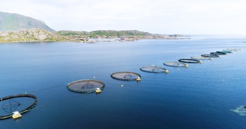 Salmon farm, with salmon jumping under nets, aerial cinematic vertical pan and tilt shot of salmon fishing pools in northern Norway fjord / Lofoten Islands