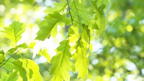 fresh young green oak leaves in bright sun light, prores footage
