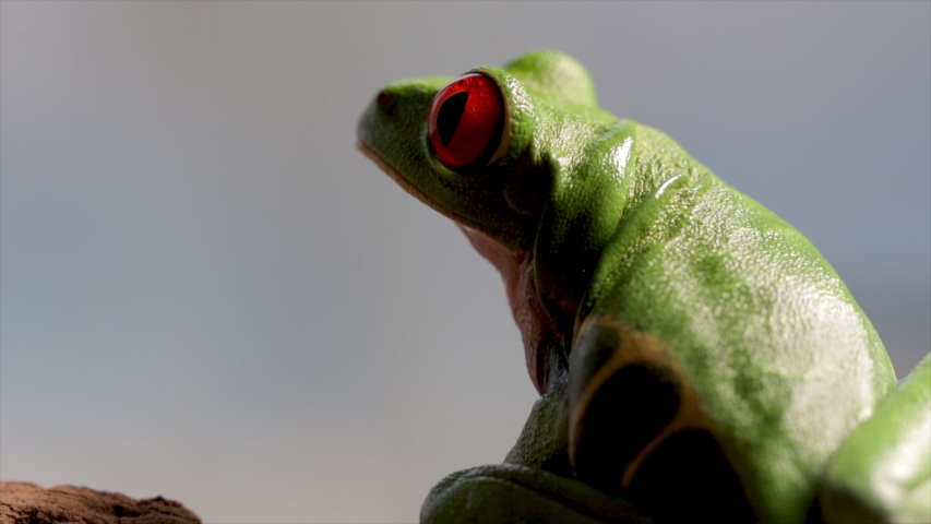 Cute green tree frog close up sitting on a log.  Little amphibian agalychnis observing his ecosystem. Jungle rain forest frog. Exotic amazon animals alone thinking.