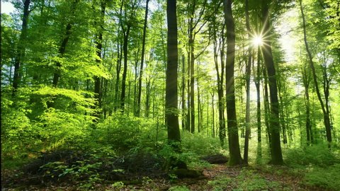 Beautiful sun rays illuminating a beech forest in vivid shades of fresh green, time lapse dolly shot