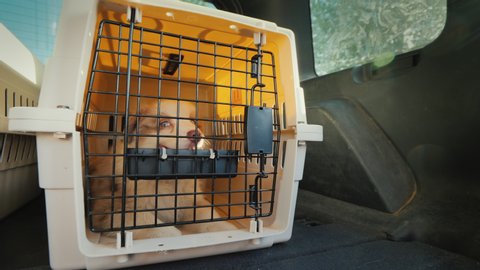 Cage with a puppy rides in the trunk of the car. Transportation and delivery of live animals