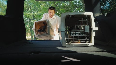 A man puts two cages with puppies in the trunk of a car. Transportation of pets in vehicles