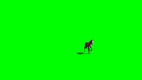 3d rendering of dappled dappled horse on green screen