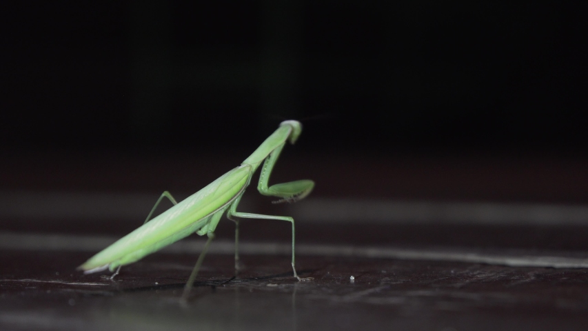 Close up of Praying Mantis with ants in interior brown wood floor. Full body of Mantis Religiosa with artificial lights. Green insenct