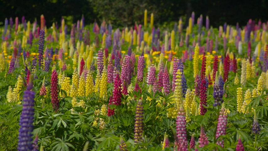 Thousand Lupine.a Scenic Spot risoukyou 스톡 동영상 비디오(100% 로열티 프리) 1033961027 | Shutterstock
