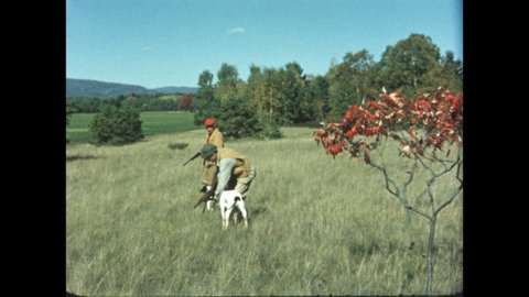 1960s: Men get out of car, carry rifles, hunting dogs run across field, pointer points, bird flushes from bush, dog retrieves bird, man takes bird, pets dog.