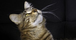 Brown Blotched Tabby Maine Coon Domestic Cat, Portrait of Male against Black Background, Normandy in France, Slow motion 4K