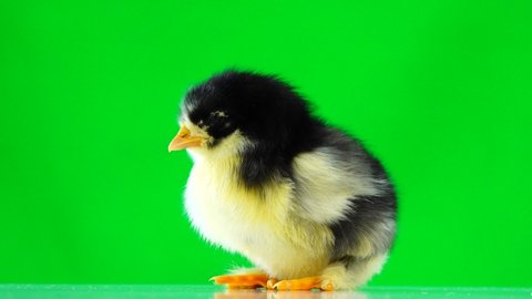 spotted chicken isolated on green screen
