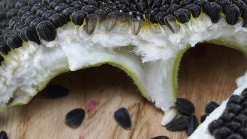 Ripe sunflowers on wooden table in the studio. 4K