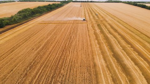 Aerial view Harvesting of wheat in summer. Harvesters working in the field. Combine harvester agricultural machine collecting golden ripe wheat on the field. View from above. View from drone