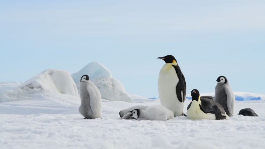 Emperor Penguins with Chicks in Stock Footage Video (100% Royalty-free