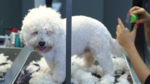 A dog Bichon Frise terrier in grooming salon getting haircut. Dog Bichon Frise sitting on the table in vet clinic. Professional groomer trimming a dog Bichon Frise with a hair clipper in a vet clinic.