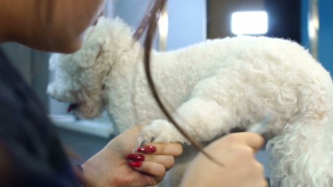 Close-up of a female veterinarian combing a white fluffy dog in a veterinary clinic before shearing. Groomer combs dog Bichon Frise in the Barber shop for dogs.