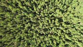 Aerial footage of beautiful fir trees. Green hills and blue sky at sunset.