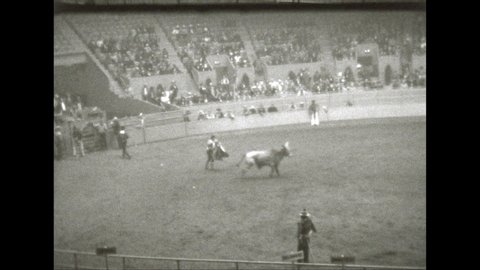 1940s: Rodeo. Bull charges Matador, who runs for his life. Bull runs around arena. Man rides bucking bull across field, it head butts a dummy on a string. Man on horse lassoes calf. Man ties up calf.