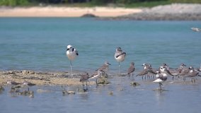 Migratory pair of crab plover bird  relax  one leg standing facing to the opposite 
side among others water bird at Laem Krangyai ,Phang Nga Thailand,zoom in HD slow motion.
Crab plover habitat .

