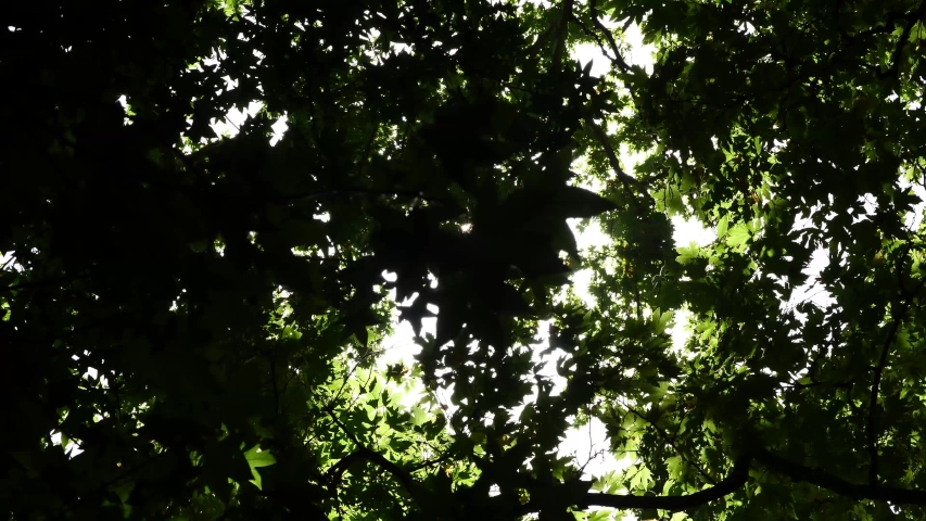 sun behing moving leafs of oak tree shining beams and rays with lens fleare and wind 