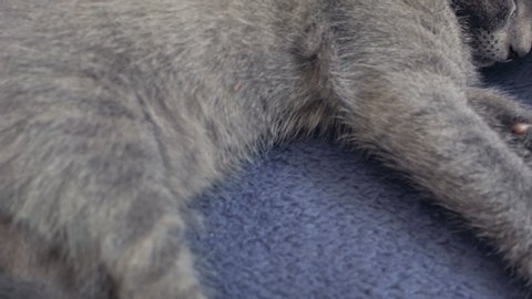 Close-up of a thoroughbred russian blue kittens on a blue background.
Recorded on Blackmagic camera in Raw format.
