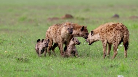 Spotted hyena family playing with cubs