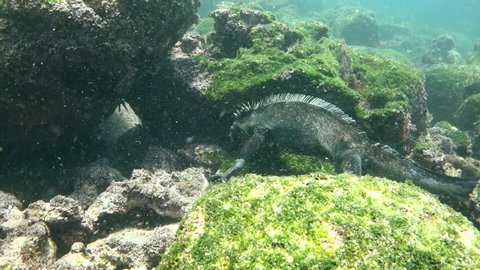 galapagos marine iguana sneezing excreting salt Stock Footage Video ...