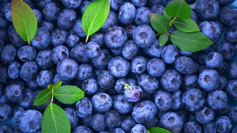 Blueberry rotating background. Fresh and ripe organic Blueberries Rote backdrop. Diet, dieting, healthy vegan food. Organic Blue berries with a leaf, macro shot. Vegan sweet food, Slow motion UHD 4K