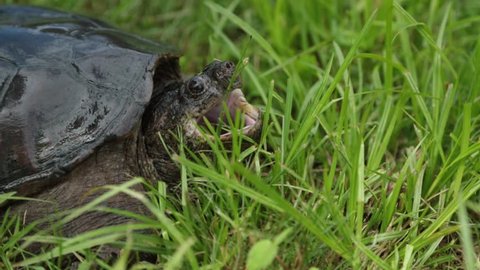 Closeup of Snapping Turtle with Open Mouth