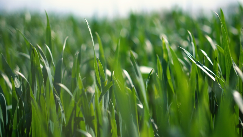 Field of Youg Corn Plants Moving in Wind