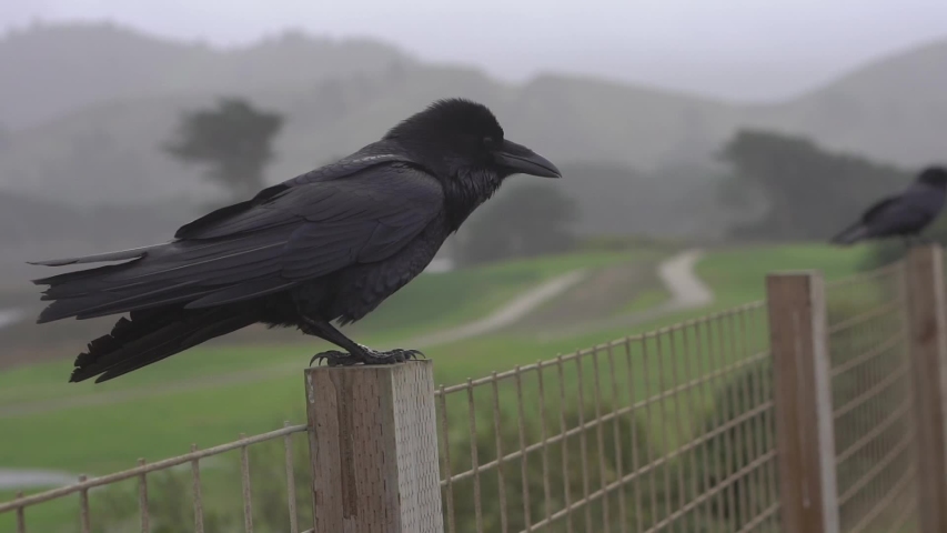 Slow motion black raven sitting on the beach fence. Storm.