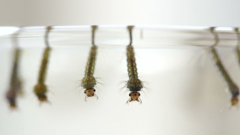 Baby Mosquitoes Move Their Larva Stock Footage Video 100 Royalty Free Shutterstock Baby Mosquitoes Move Their Larva Stock Footage Video 100 Royalty Free Shutterstock