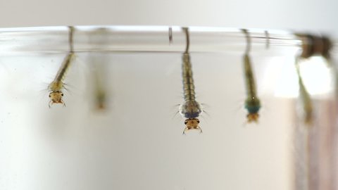 Baby Mosquitoes Move Their Larva Stock Footage Video 100 Royalty Free Shutterstock Baby Mosquitoes Move Their Larva Stock Footage Video 100 Royalty Free Shutterstock
