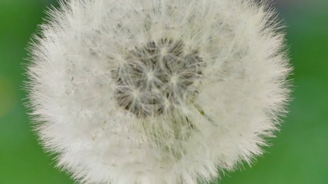 The white feathers of the dandelion flower on its stallk in the garden
