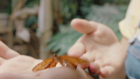 happy teenage girl holding butterfly learning insect natural habitat enjoying nature in wildlife sanctuary zoo 4k