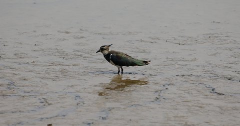Lapwing feeding on a marsh