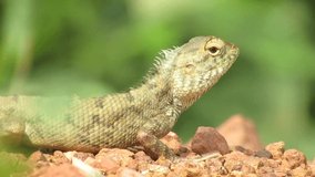 Beautiful Reptiles shake their head closeup captured footage