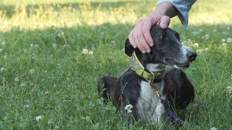 Man is gently cuddling a greyhound dog in the park