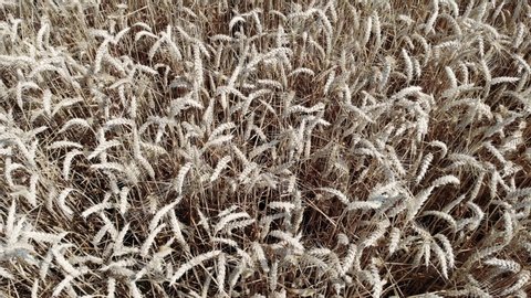 Closely hovering over a field of wheat, filming it up close. The straws of grain gently sweeping in the wind of the drone.