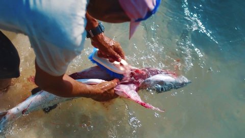 Bonaire, Venezuela - 01 17 2019: Slow motion close up of a local Caribbean fisherman cleaning a freshly gutted Barracuda in the water