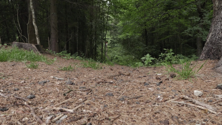 Cyclist rides in the hilly forest in summer